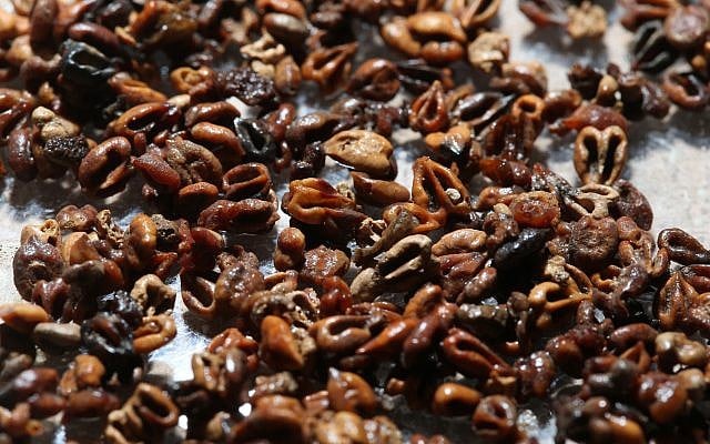 Grape seeds found in the Abbasid refuse pit in Jerusalem's City of David excavation, November 2017. (Eliyahu Yannai, courtesy of the City of David)