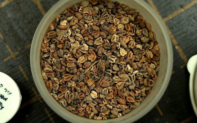 Grape seeds, before washing, found in the Abbasid refuse pit in Jerusalem's City of David excavation, November 2017. (Eliyahu Yannai, courtesy of the City of David)