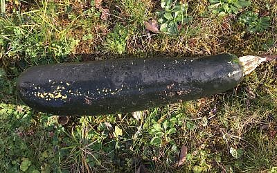 In this handout photo released by the police of Karlsruhe, a Zucchini is pictured in a garden in Bretten, Germany, Friday, Nov. 3, 2017. A worried resident alerted to police to what he thought was a World War II bomb in his garden. Officers found a particularly large zucchini. (Karlsruhe Police Photo via AP)
