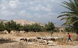 Illustrative photo of a young Palestinian boy seen walking sheep in the Jordan Valley, May 14, 2015. (Miriam Alster/FLASH90)