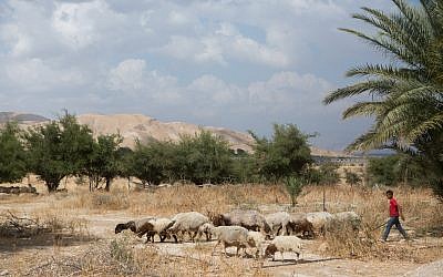 Illustrative photo of a young Palestinian boy seen walking sheep in the Jordan Valley, May 14, 2015. (Miriam Alster/FLASH90)