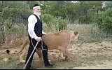 ZAKA head Yehuda Meshi-Zahav walks with lions in South Africa, November 15, 2017. (Screen capture: Twitter)