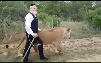 ZAKA head Yehuda Meshi-Zahav walks with lions in South Africa, November 15, 2017. (Screen capture: Twitter)