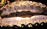 Scallop eyes (Public domain, Wikimedia Commons)