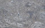 Illustrative. Israeli settlers uproot Palestinian olive trees adjacent to the village of Kalil on September 15, 2017. (Yesh Din)