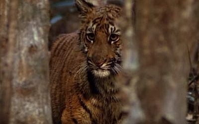 A tiger, illustrative (YouTube screenshot)