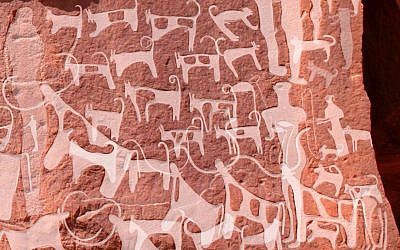 Detail photograph of a panel in Saudi Arabia's Shuwaymis west showing a complex stratigraphic sequence with dog engravings and human figures superimposed with multiple cattle. To aid visibility only clearly identifiable engravings of dogs, cattle and human figures were traced. (Journal of Anthropological Archaeology)