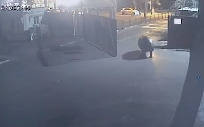 A hippo escapes from the Ramat Gan Safari on November 1, 2017 (Screen capture/YouTube)