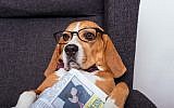 A dog with glasses and a newspaper. (LightFieldStudios via iStock/Getty Images)