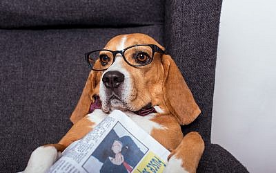 A dog with glasses and a newspaper. (LightFieldStudios via iStock/Getty Images)