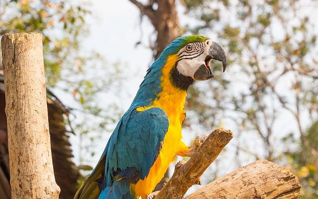 Illustrative image of a macaw parrot sitting on a branch. (PARNTAWAN/iStock via Getty images) Illustrative image of a macaw parrot sitting on a branch. (PARNTAWAN/iStock via Getty images)