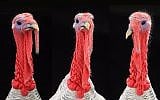 Illustrative. Turkeys. (bazilfoto; iStock by Getty Images)