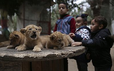 Palestinian children stand near two-month-old lion cubs at the zoo in Rafah, Gaza Strip, Friday, Dec. 22, 2017.  (AP Photo/Adel Hana)