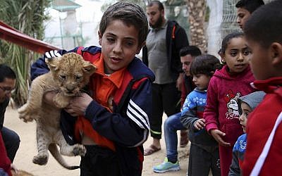 A Palestinian youth holds a two-month-old lion cub while children watch at the zoo in Rafah, Gaza Strip, Friday, December 22, 2017. (AP Photo/Adel Hana)