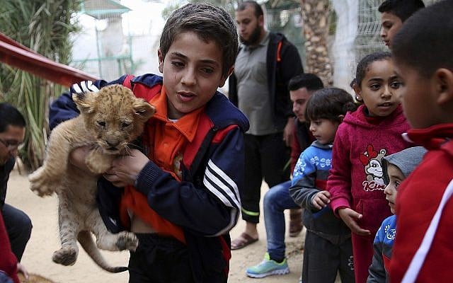 A Palestinian youth holds a two-month-old lion cub while children watch at the zoo in Rafah, Gaza Strip, Friday, December 22, 2017. (AP Photo/Adel Hana) A Palestinian youth holds a two-month-old lion cub while children watch at the zoo in Rafah, Gaza Strip, Friday, December 22, 2017. (AP Photo/Adel Hana)
