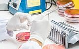 Illustrative close up of medical technician working on a bacterial culture (Credit: 10174593_258, iStock by Getty Images)