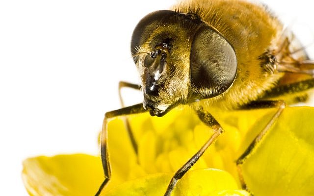 Compound eyes of a modern-day bee. (Gewoldi/iStock, by Getty Images) Compound eyes of a modern-day bee. (Gewoldi/iStock, by Getty Images)
