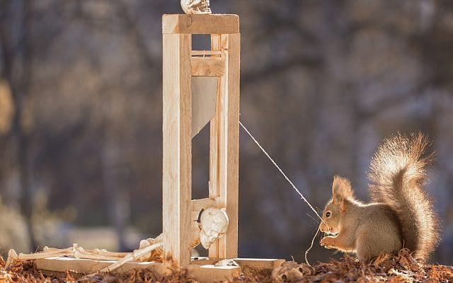 A squirrel with a guillotine. (iStock by Getty Images/Hardeko) A squirrel with a guillotine. (iStock by Getty Images/Hardeko)