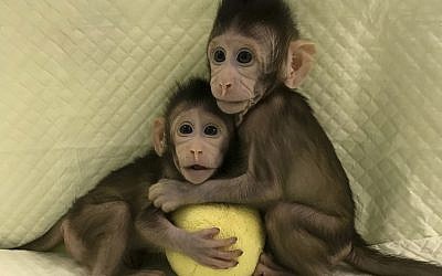 In this undated photo provided by the Chinese Academy of Sciences, cloned monkeys Zhong Zhong and Hua Hua sit together with a fabric toy. (Sun Qiang and Poo Muming/Chinese Academy of Sciences via AP)