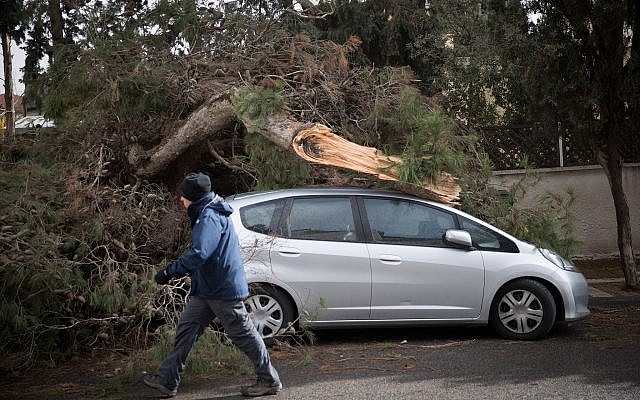 A man rides a bicycle by a tree which has fallen on a car in Jerusalem, due to heavy winds, as a heavy storm hits Israel. January 05, 2018. (Ynatan Sindel/Flash90) A man rides a bicycle by a tree which has fallen on a car in Jerusalem, due to heavy winds, as a heavy storm hits Israel. January 05, 2018. (Ynatan Sindel/Flash90)