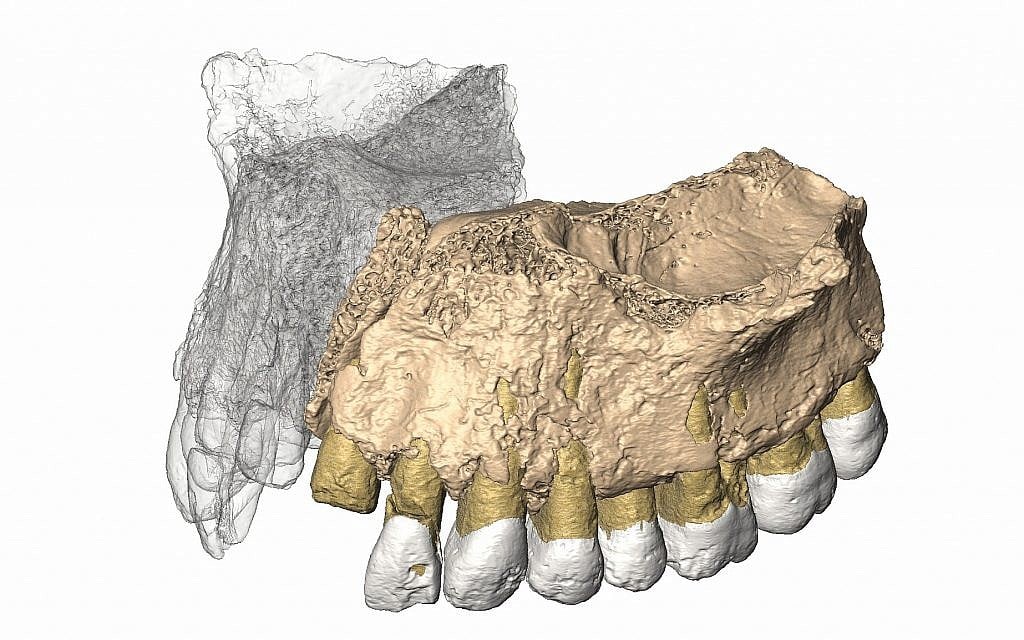 Reconstructed maxilla from micro CT images of the 177,000 to 194,000-year-old maxilla (upper jaw) of Misliya-1 hominin. (Gerhard Weber, University of Vienna, Austria)