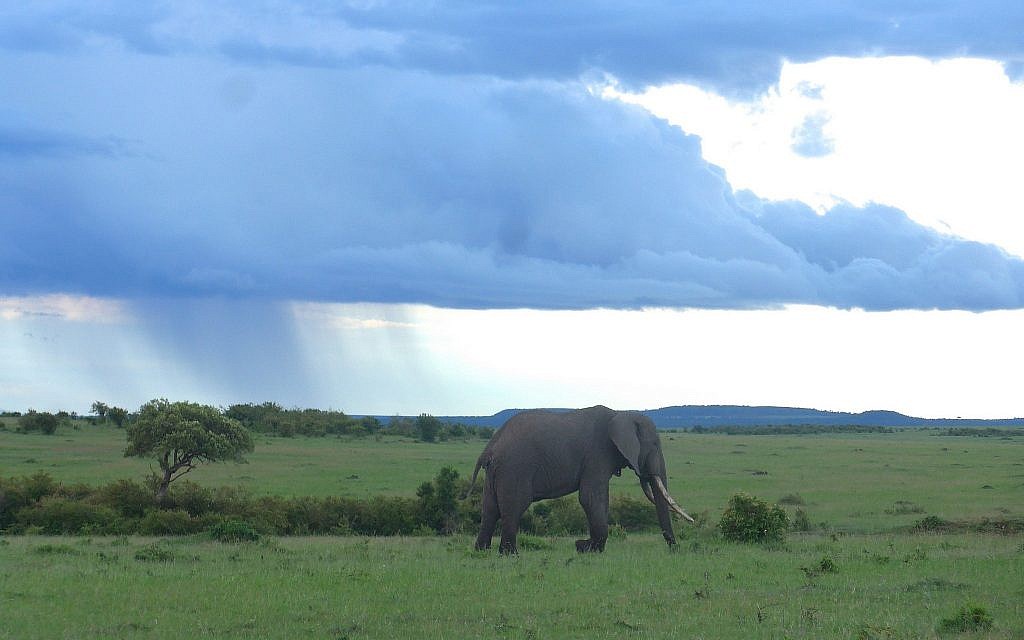 Since Eric Young helped start the Conservancy Project, animals are returning to the savanna. (Nora Nord)