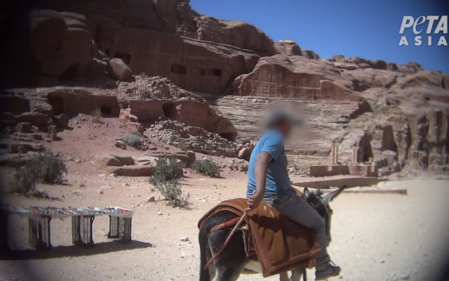 Screen capture of a donkey rider whipping the animal, at the ancient city of Petra, Jordan. (Courtesy PETA) Screen capture of a donkey rider whipping the animal, at the ancient city of Petra, Jordan. (Courtesy PETA)