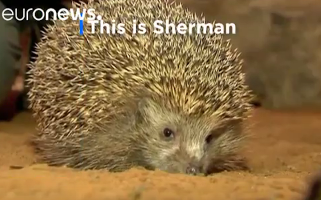 Sherman is among a group of 10 Israeli hedgehogs that had to go on a diet after overeating. (Screenshot from euronews via YouTube) Sherman is among a group of 10 Israeli hedgehogs that had to go on a diet after overeating. (Screenshot from euronews via YouTube)