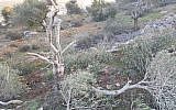 An olive tree outside the Palestinian village of Hawara that was uprooted by settlers from nearby Yitzhar on January 13, 2018. (Zacharia Sadeh/Rabbis for Human Rights)