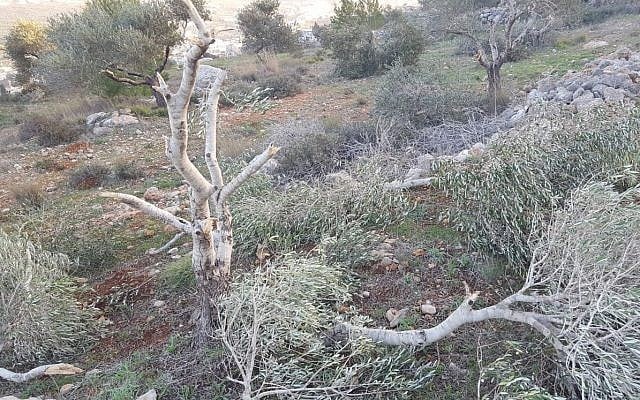 An olive tree outside the Palestinian village of Hawara that was uprooted by settlers from nearby Yitzhar on January 13, 2018. (Zacharia Sadeh/Rabbis for Human Rights) An olive tree outside the Palestinian village of Hawara that was uprooted by settlers from nearby Yitzhar on January 13, 2018. (Zacharia Sadeh/Rabbis for Human Rights)