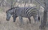 Zebras, illustrative (YouTube screenshot)