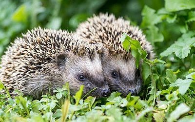 Illustrative image of a pair of hedgehogs. (iStock)