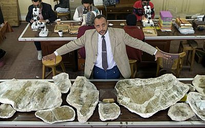 Hesham Sallam, head of Mansoura university's Center for Vertebrate Paleontology, displays bones of a Cretaceous period dinosaur in Mansoura, Egypt, February 3, 2018. (AP Photo/Amr Nabil)