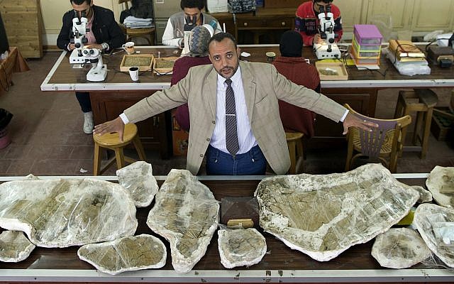 Hesham Sallam, head of Mansoura university's Center for Vertebrate Paleontology, displays bones of a Cretaceous period dinosaur in Mansoura, Egypt, February 3, 2018. (AP Photo/Amr Nabil) Hesham Sallam, head of Mansoura university's Center for Vertebrate Paleontology, displays bones of a Cretaceous period dinosaur in Mansoura, Egypt, February 3, 2018. (AP Photo/Amr Nabil)
