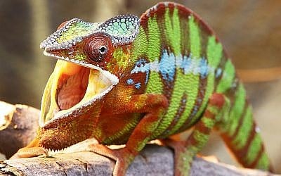 A panther chameleon opens the mouth in its enclosure in a zoo in Frankfurt, Germany, May 5, 2017. (AP Photo/Michael Probst)