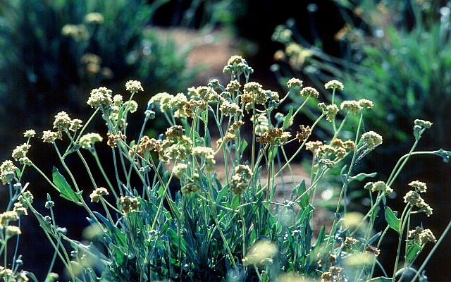 The guayule plant (CC BY 2.0, Jack Dykinga for the US Department of Agriculture, Flickr) The guayule plant (CC BY 2.0, Jack Dykinga for the US Department of Agriculture, Flickr)