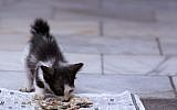 A cat eating fish guts off of a newspaper. (Oongnoi/iStock by Getty Images)