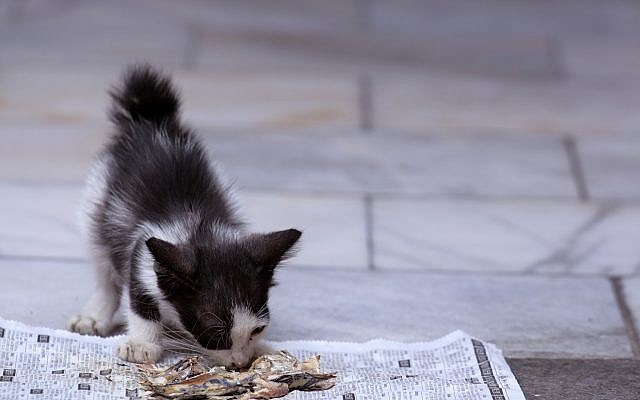 A cat eating fish guts off of a newspaper. (Oongnoi/iStock by Getty Images) A cat eating fish guts off of a newspaper. (Oongnoi/iStock by Getty Images)