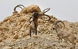 Ibexes fight each others during the species' Estrous cycle in the Ein Gedi nature reserve  along the Dead sea in the Judean Desert on March 24, 2018. (AFP PHOTO / MENAHEM KAHANA)