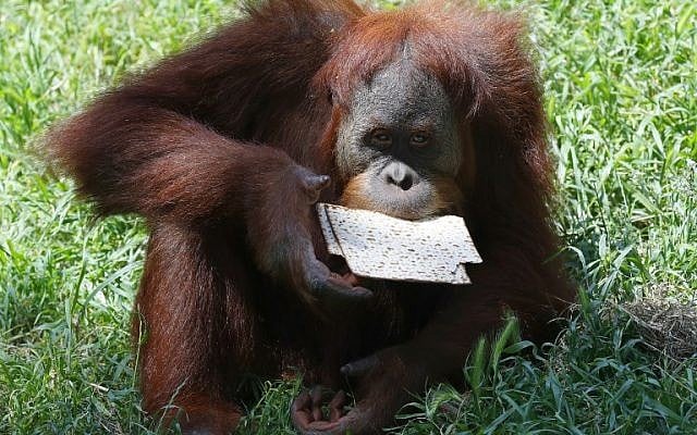 A picture taken on March 27, 2018 at the Ramat Gan Safari Park near Tel Aviv, shows an orangutan eating traditional matzah (unleavened bread) in the run up to the Jewish holiday of Passover. (AFP PHOTO / JACK GUEZ) A picture taken on March 27, 2018 at the Ramat Gan Safari Park near Tel Aviv, shows an orangutan eating traditional matzah (unleavened bread) in the run up to the Jewish holiday of Passover. (AFP PHOTO / JACK GUEZ)