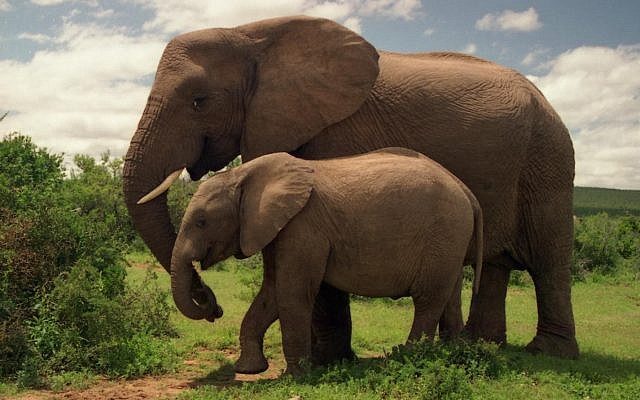 Illustrative image of elephants in Addo Elephant National Park (CC BY Brian Snelson, Flickr)