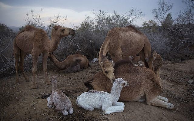 Camels rest at the night camp after grazing in the open all day near Kibbutz Kalya, in the West Bank, February 9, 2018. (AP Photo/Oded Balilty) Camels rest at the night camp after grazing in the open all day near Kibbutz Kalya, in the West Bank, February 9, 2018. (AP Photo/Oded Balilty)