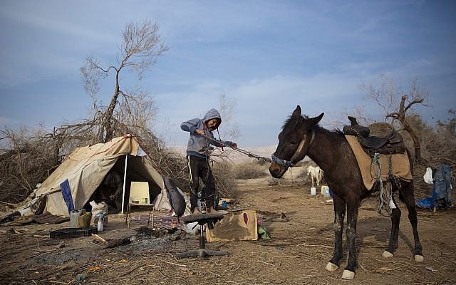 Young Bedouin Majed Zarlul, who joins his father for camel herding during weekends, trying to coax a mule to an improvised mounting block at night camp near Kibbutz Kalya in the Dead Sea region, February 10, 2018. (AP Photo/Oded Balilty) Young Bedouin Majed Zarlul, who joins his father for camel herding during weekends, trying to coax a mule to an improvised mounting block at night camp near Kibbutz Kalya in the Dead Sea region, February 10, 2018. (AP Photo/Oded Balilty)