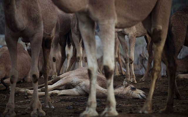 Camels, including this new born, gather at night camp near Kibbutz Kalya in the Dead Sea region, February 10, 2018. (AP Photo/Oded Balilty) Camels, including this new born, gather at night camp near Kibbutz Kalya in the Dead Sea region, February 10, 2018. (AP Photo/Oded Balilty)