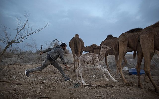 A Bedouin camel herder runs after a newborn camel on the way back to night camp near Kibbutz Kalya in the Dead Sea area, January 22, 2018. (AP Photo/Oded Balilty) A Bedouin camel herder runs after a newborn camel on the way back to night camp near Kibbutz Kalya in the Dead Sea area, January 22, 2018. (AP Photo/Oded Balilty)