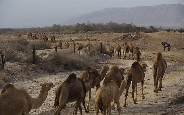 Bedouin camel herder Ali Zarlul and his son Majed lead their camels close to Kibbutz Kalya, by the Dead Sea, February 10, 2018. (AP Photo/Oded Balilty) Bedouin camel herder Ali Zarlul and his son Majed lead their camels close to Kibbutz Kalya, by the Dead Sea, February 10, 2018. (AP Photo/Oded Balilty)