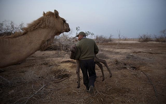 Bedouin camel herder Ali Zarlul carries a newborn camel back to its mother near Kibbutz Kalya close to the Dead Sea, January 22, 2018. (AP Photo/Oded Balilty) Bedouin camel herder Ali Zarlul carries a newborn camel back to its mother near Kibbutz Kalya close to the Dead Sea, January 22, 2018. (AP Photo/Oded Balilty)