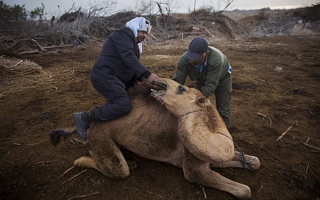 Bedouin camel owner Ali El Guran, left, and his camel herder Ali Zarlul, clean a camel's respiratory tract near Kibbutz Kalya, near the Dead Sea in the West Bank, February 10, 2018. (AP Photo/Oded Balilty) Bedouin camel owner Ali El Guran, left, and his camel herder Ali Zarlul, clean a camel's respiratory tract near Kibbutz Kalya, near the Dead Sea in the West Bank, February 10, 2018. (AP Photo/Oded Balilty)