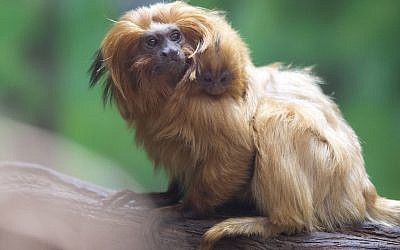A golden lion tamarin monkey holds its newly born baby at a zoo in Jerusalem, Thursday, March 22, 2018. Golden lion tamarins are among the rarest animals in the world, according to the World Wildlife Fund. It is listed as endangered according to the International Union for Conservation of Nature. (AP Photo/Sebastian Scheiner)