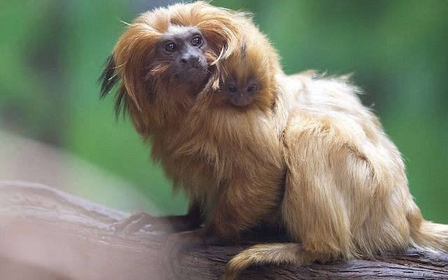 A golden lion tamarin monkey holds its newly born baby at a zoo in Jerusalem, Thursday, March 22, 2018. Golden lion tamarins are among the rarest animals in the world, according to the World Wildlife Fund. It is listed as endangered according to the International Union for Conservation of Nature. (AP Photo/Sebastian Scheiner) A golden lion tamarin monkey holds its newly born baby at a zoo in Jerusalem, Thursday, March 22, 2018. Golden lion tamarins are among the rarest animals in the world, according to the World Wildlife Fund. It is listed as endangered according to the International Union for Conservation of Nature. (AP Photo/Sebastian Scheiner)